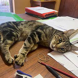 Kat op tafel by prokureurs firma